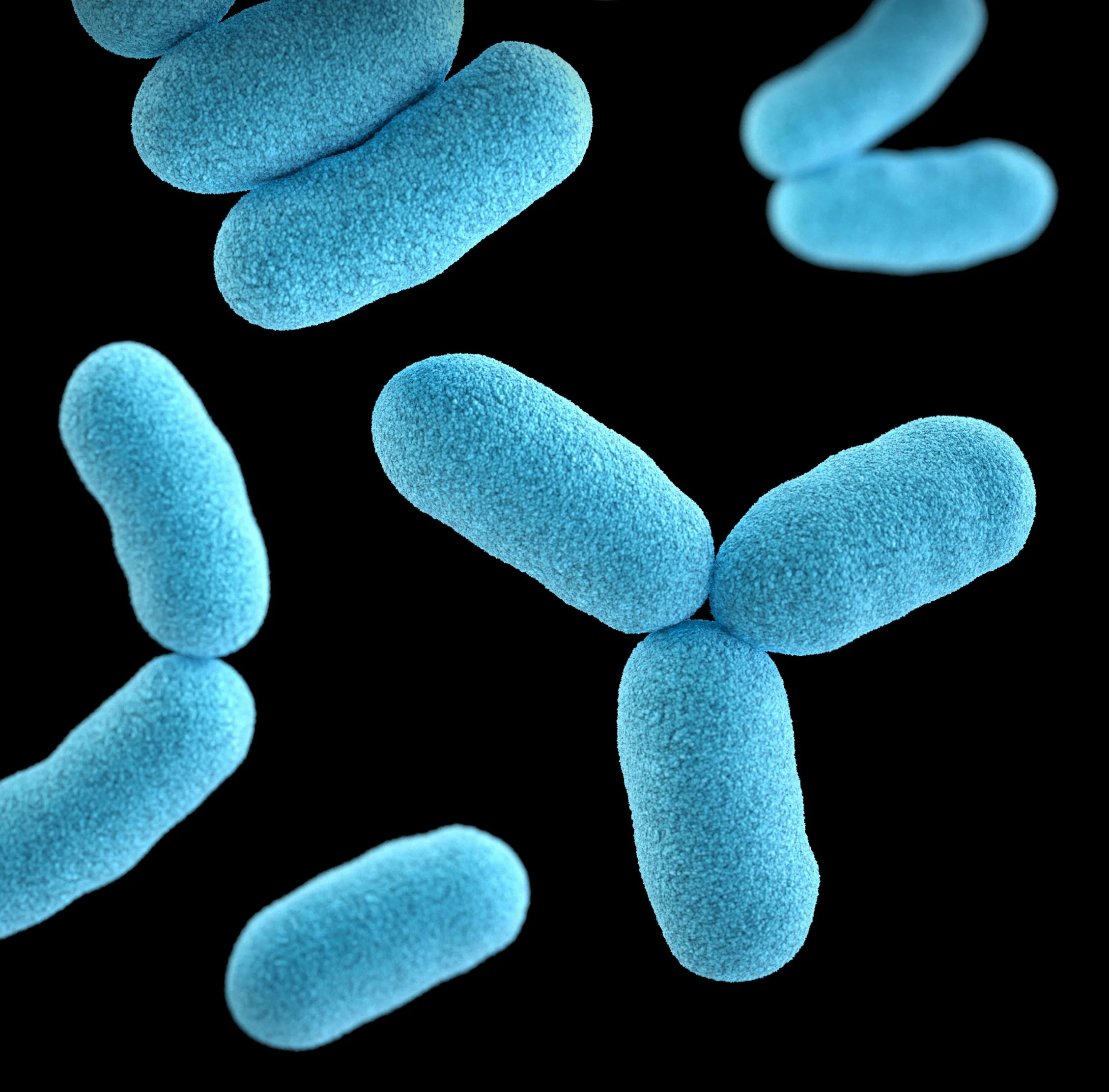lactobacilli